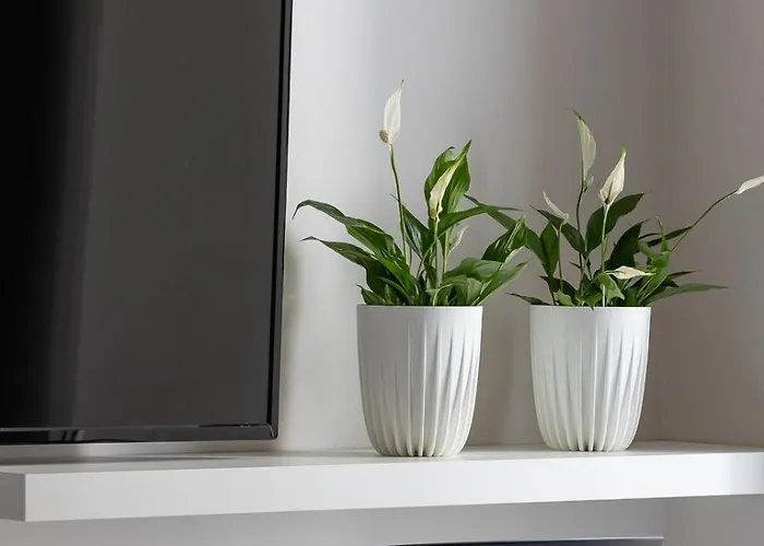 With Terrace -starowslna 43